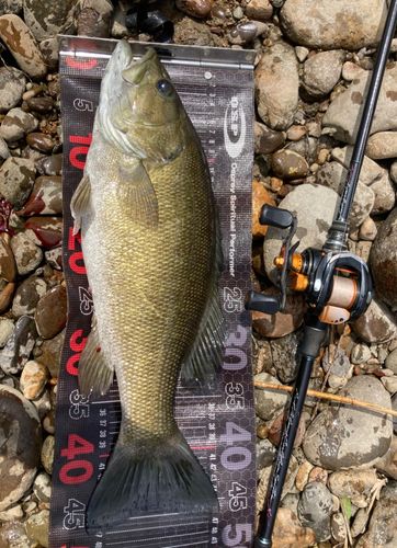 スモールマウスバスの釣果