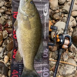 スモールマウスバス