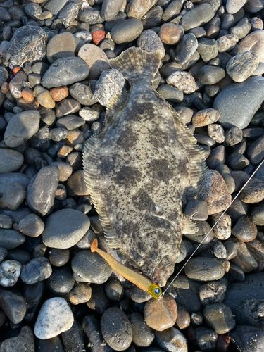 ヒラメの釣果