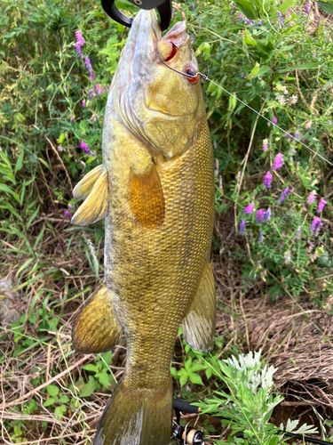 スモールマウスバスの釣果