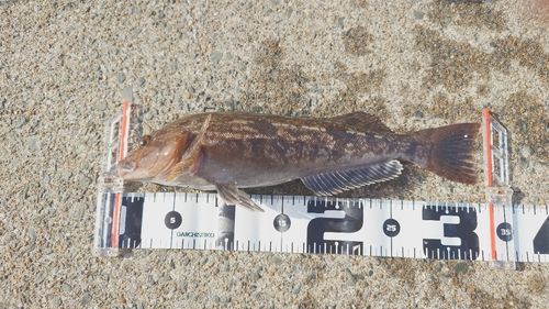 アイナメの釣果