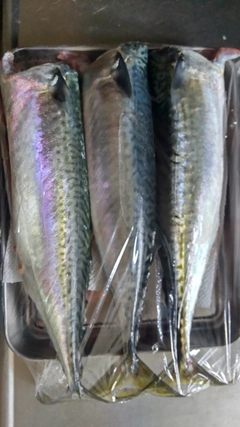 マサバの釣果