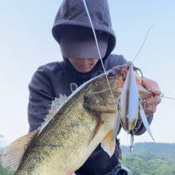 ブラックバス