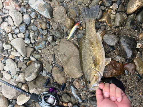 スモールマウスバスの釣果