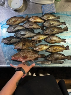 アコウの釣果