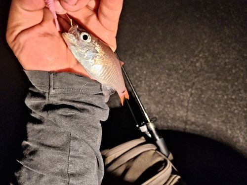 アカムツの釣果