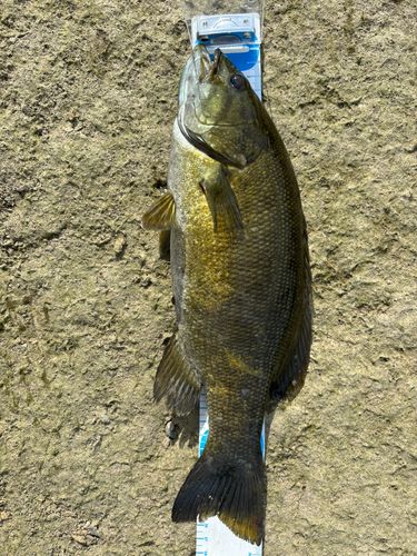 スモールマウスバスの釣果