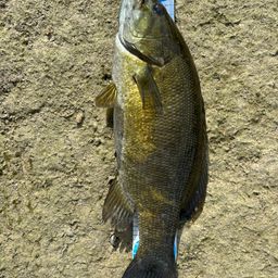 スモールマウスバス