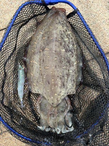 モンゴウイカの釣果