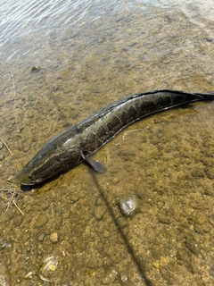 ライギョの釣果
