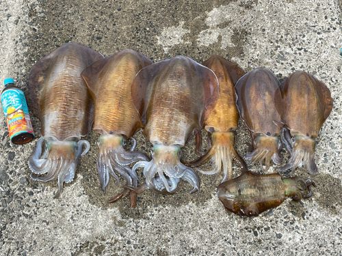アオリイカの釣果