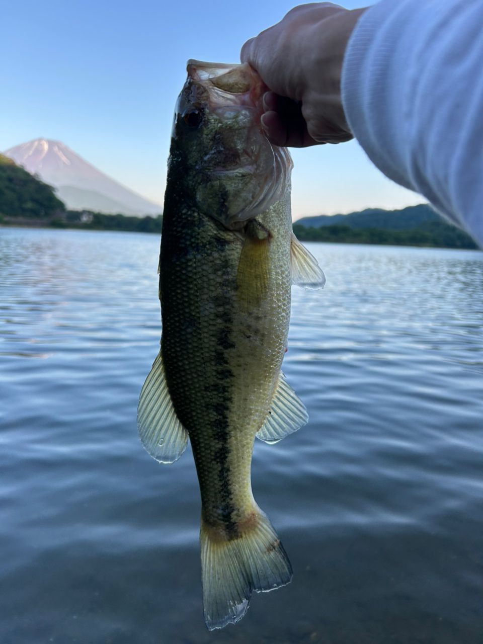ブラックバス