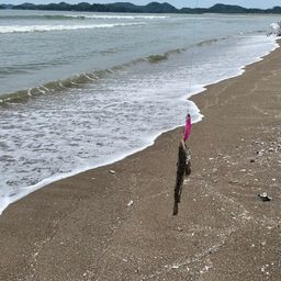 マゴチ