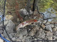ニジマスの釣果