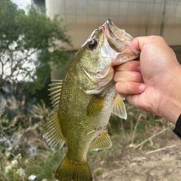 ラージマウスバス