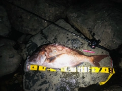 タイの釣果