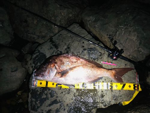 タイの釣果