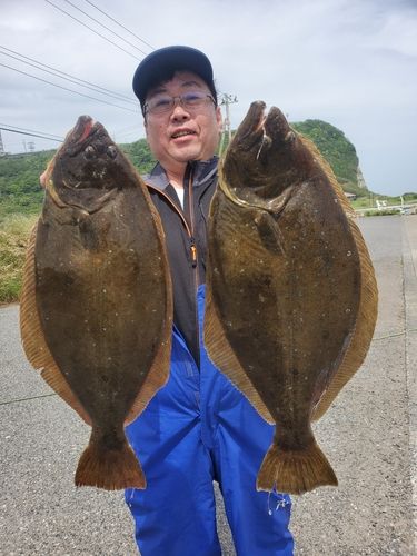 ヒラメの釣果