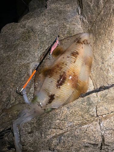 アオリイカの釣果