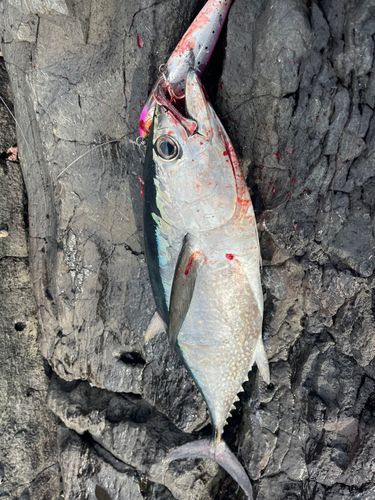 コシナガマグロの釣果