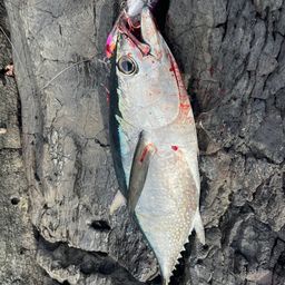 コシナガマグロ