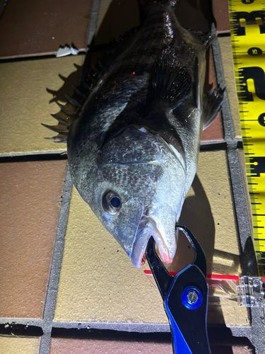 チヌの釣果
