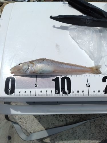 シロギスの釣果