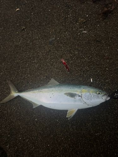 ワラサの釣果
