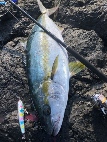 ヒラマサの釣果