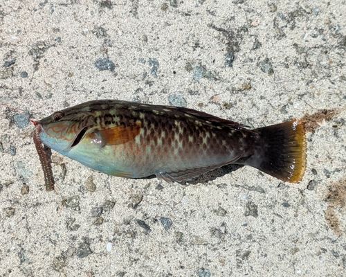 ベラの釣果