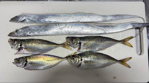 アジの釣果