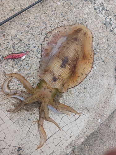 アオリイカの釣果