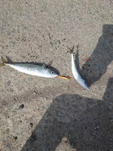 サバの釣果