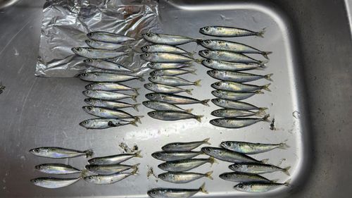 サバの釣果