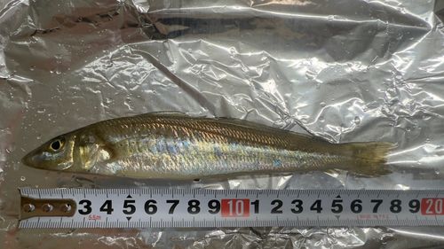 キスの釣果