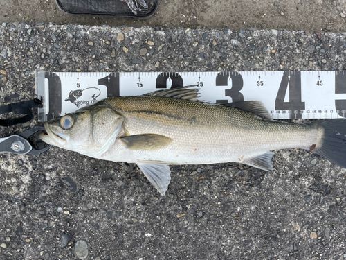 マルスズキの釣果