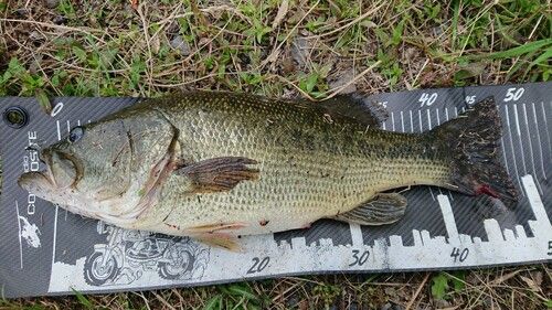 ブラックバスの釣果