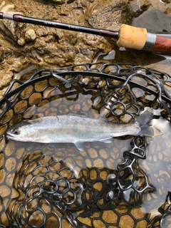 ヤマメの釣果