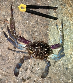 タイワンガザミの釣果