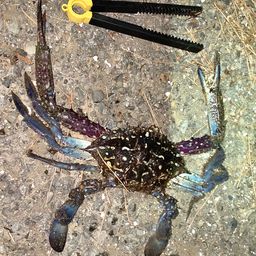 タイワンガザミ