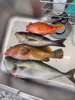 ヤズの釣果