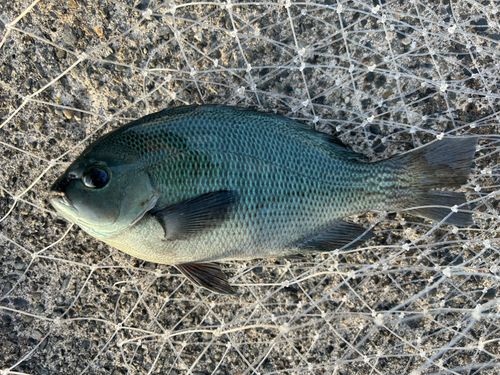 メジナの釣果