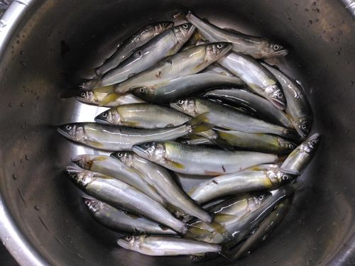 アユの釣果