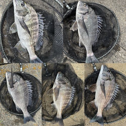 クロダイの釣果