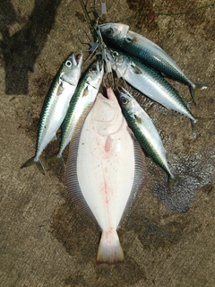 ヒラメの釣果