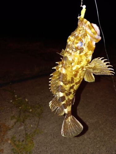カサゴの釣果