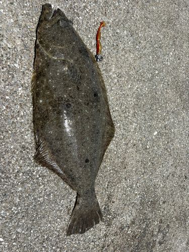 ヒラメの釣果