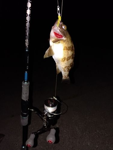 アオメバルの釣果