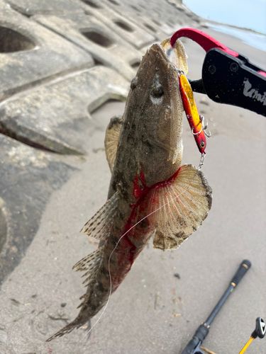 マゴチの釣果