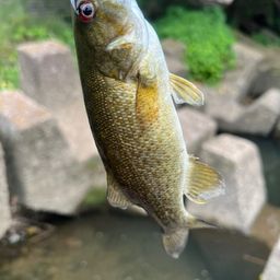 スモールマウスバス